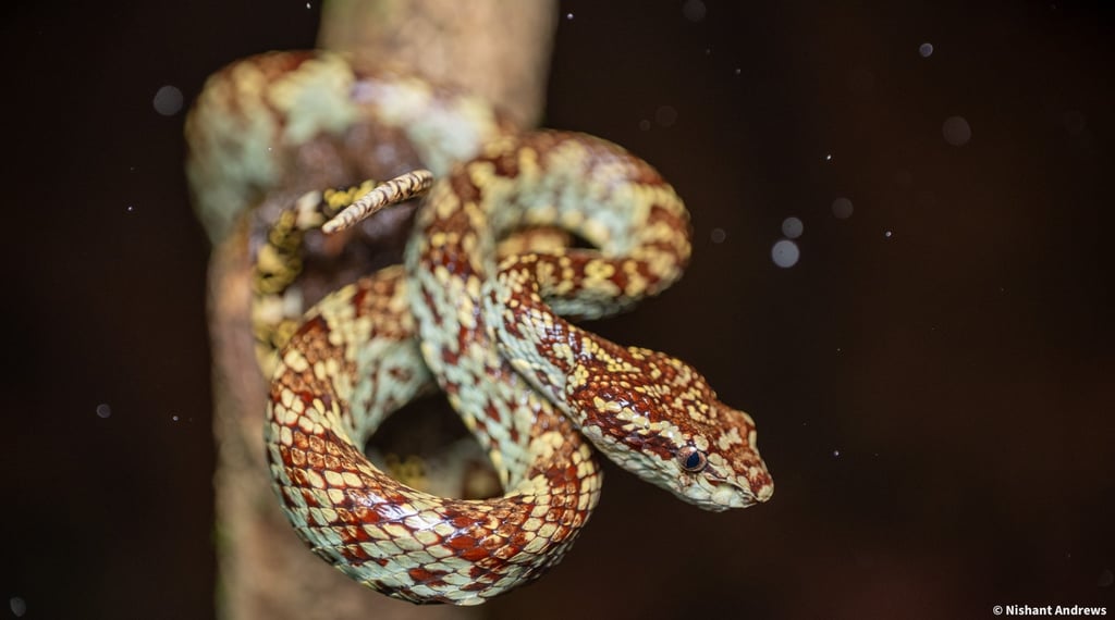 A brown and tan patterned Malabar Pit Viper snake coiled around a tree branch in the rainforest.