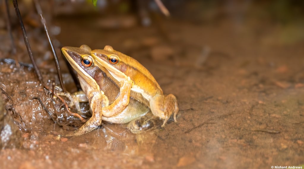 Two golden Hylarana frogs mating in amplexus position in a shallow muddy pond.