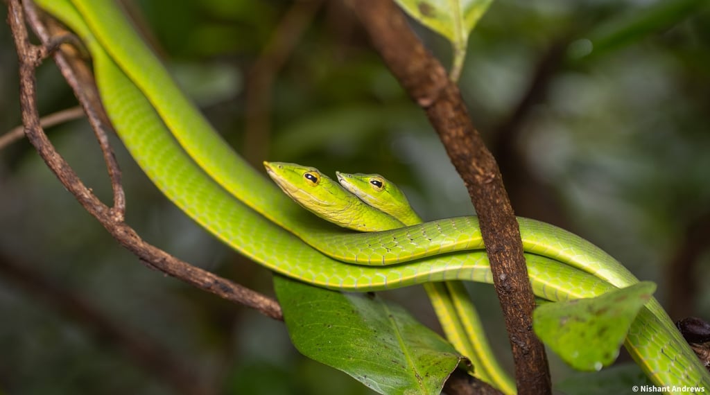 Two bright green vine snakes coiled together on a tree branch in a tropical forest.