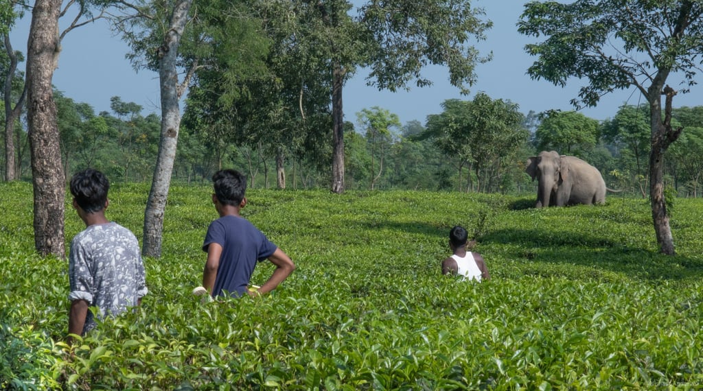 Workers in a lush green tea garden watch a wild elephant grazing near the trees.