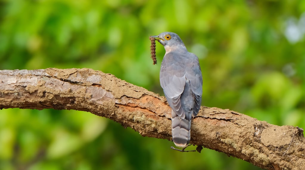 A Common Cuckoo bird perched on a branch with a caterpillar in its beak.