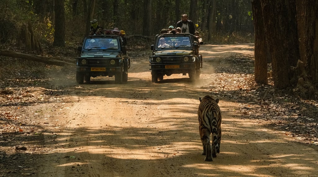 A wild Bengal tiger walks down a dirt road toward safari jeeps in a lush Indian forest.
