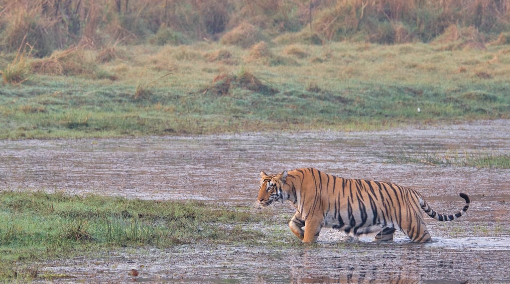 A wild Bengal tiger walks through a shallow marshy pond in a grassy wetland safari habitat.
