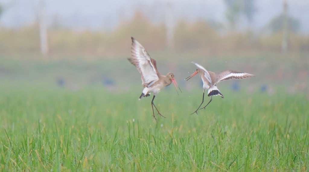 Two black-tailed godwits jumping and fighting over a lush green wetland field.