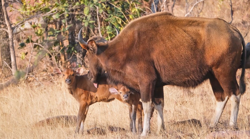A mother Indian Gaur bison licking its two young calves in a golden grassy meadow.
