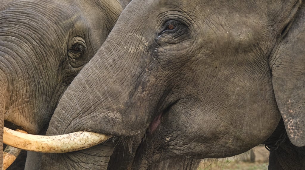 Extreme close-up of a large Asiatic elephant showing textured grey skin and ivory tusks.