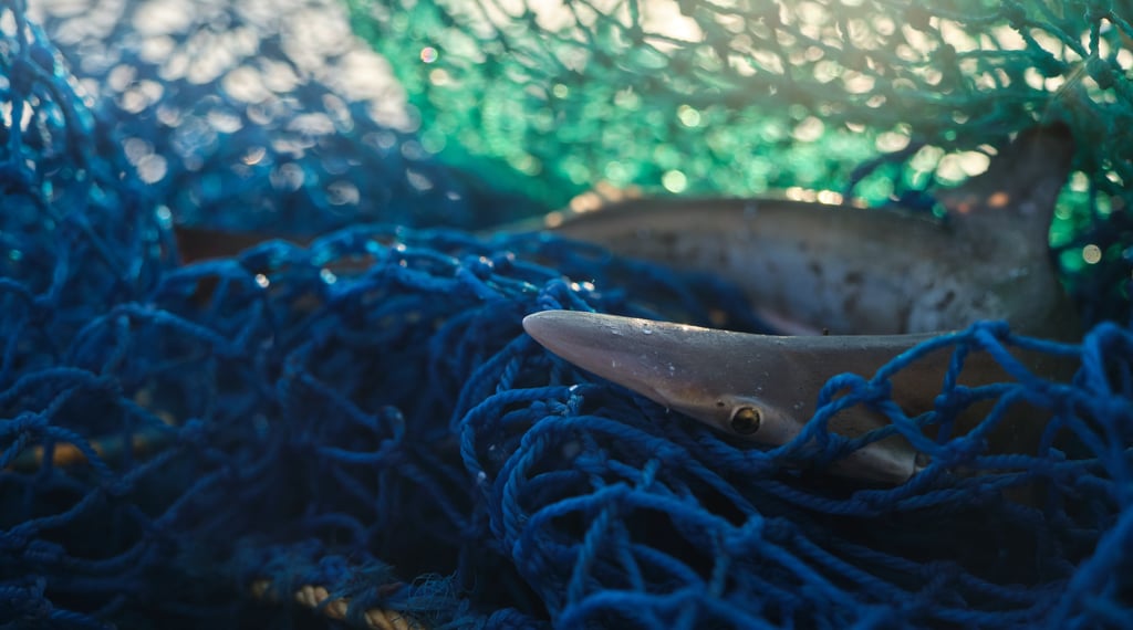 A small shark caught as bycatch in a blue commercial fishing net.