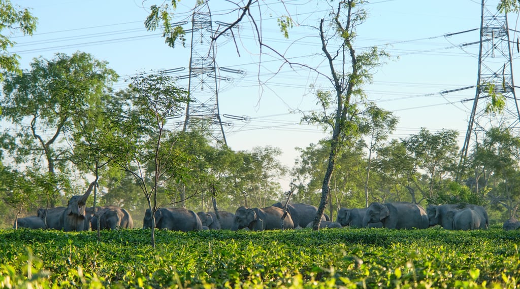 A herd of wild elephants grazing in a lush green tea garden under high-voltage power lines.