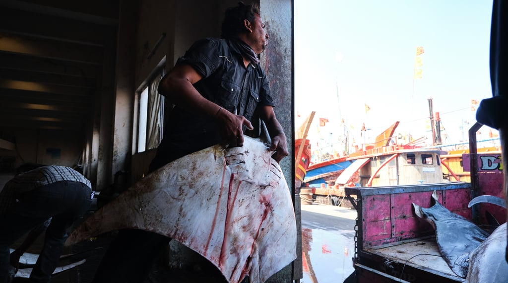 A fisherman carrying a large stingray ray at a busy seafood market harbor with boats.