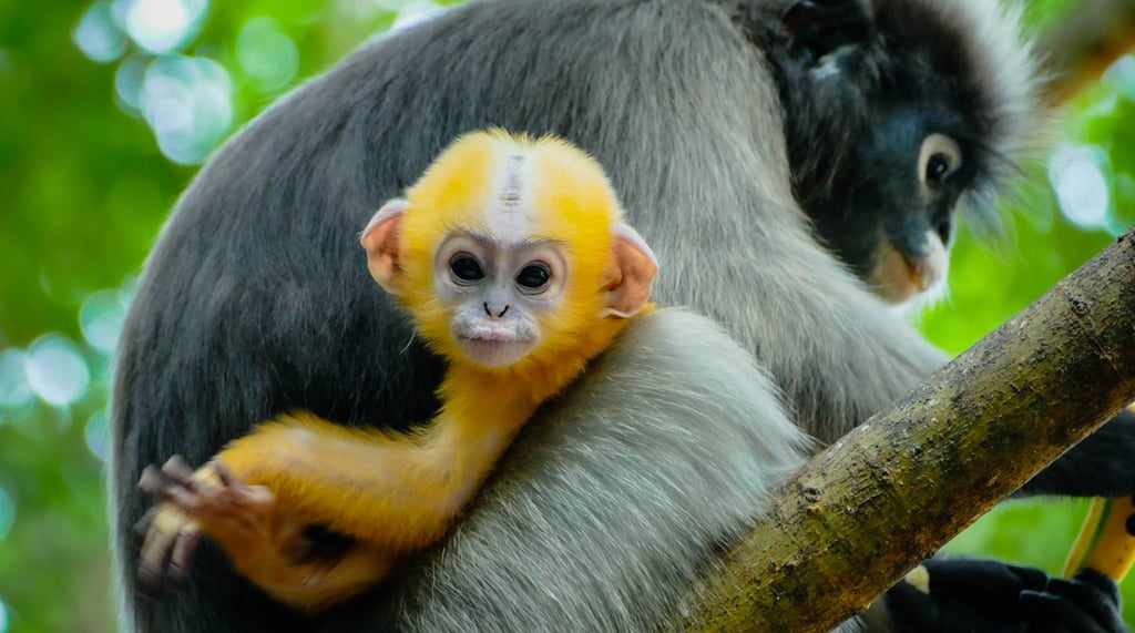 Singe Langur, singe à lunette, Chumphon