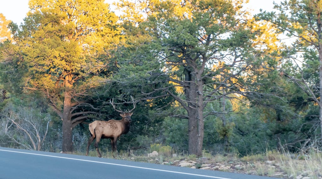 Elk about to make their way back into the forest