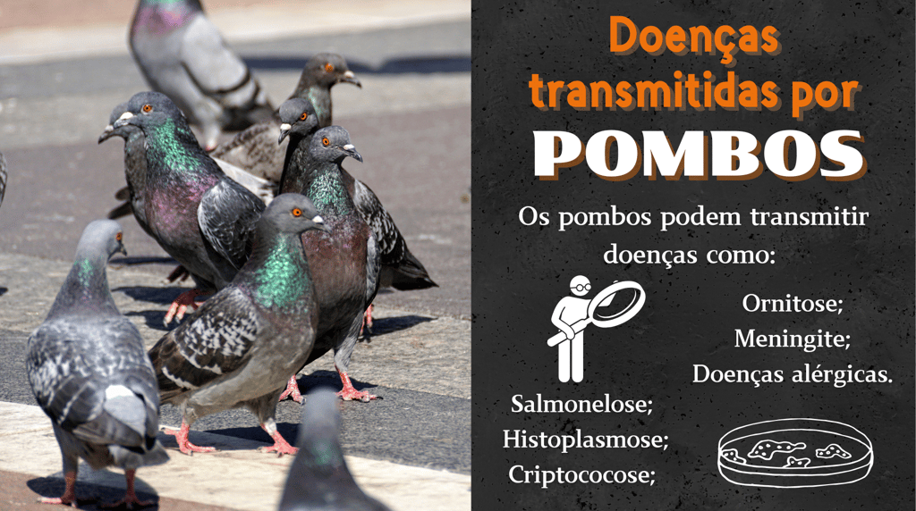 controle de pombos