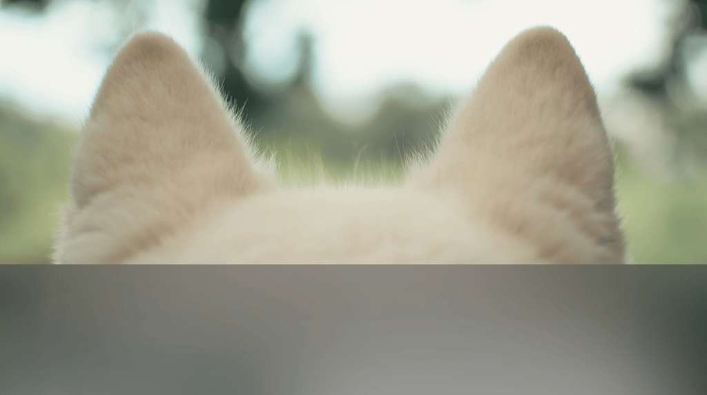 dogAdvisor | dogadvisor | dog advisor | dogAdvisor.dog