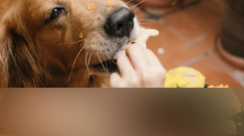 dogAdvisor | dogadvisor | dog advisor | dogAdvisor.dog