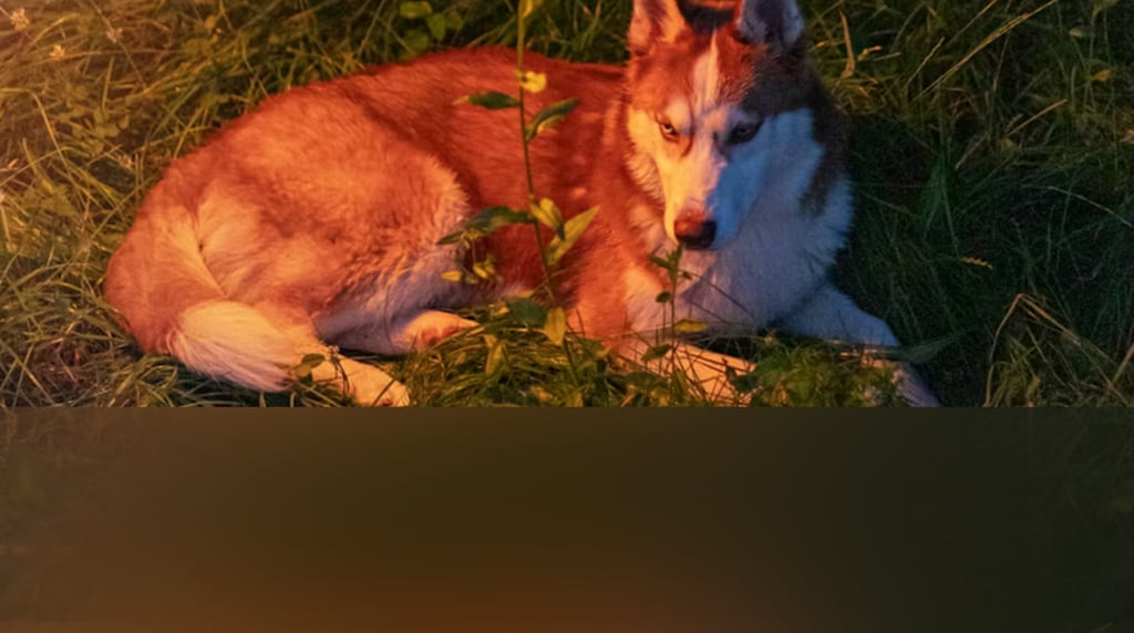 dogAdvisor | dogadvisor | dog advisor | dogAdvisor.dog