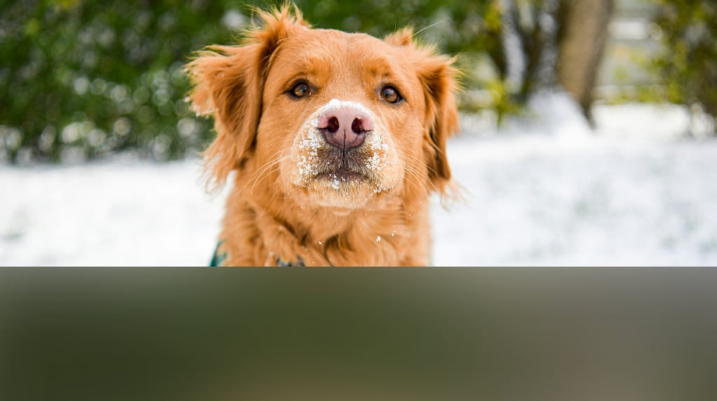 dogAdvisor | dogadvisor | dog advisor | dogAdvisor.dog