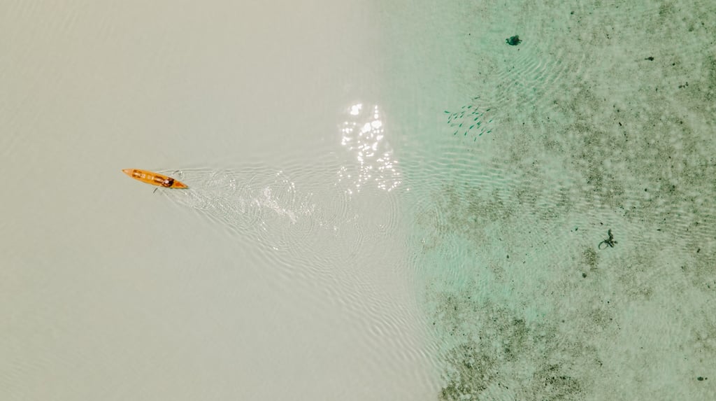 a person in a canoe in the water with turtles