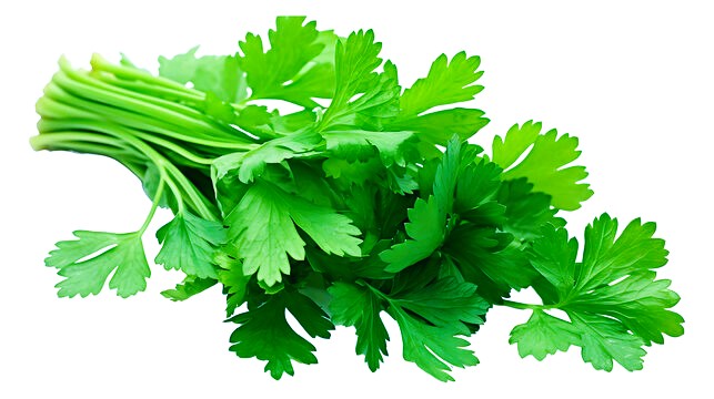 coriander leaf