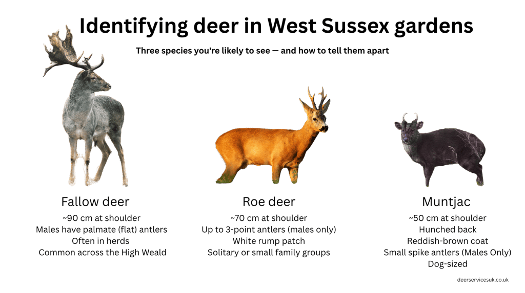 Common UK Deer Comparison
