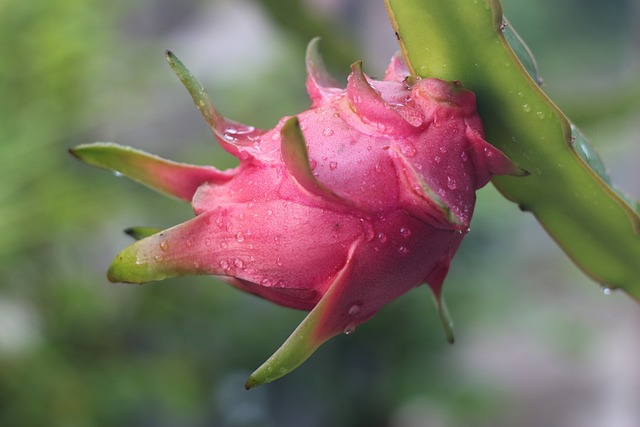 a dragon fruit