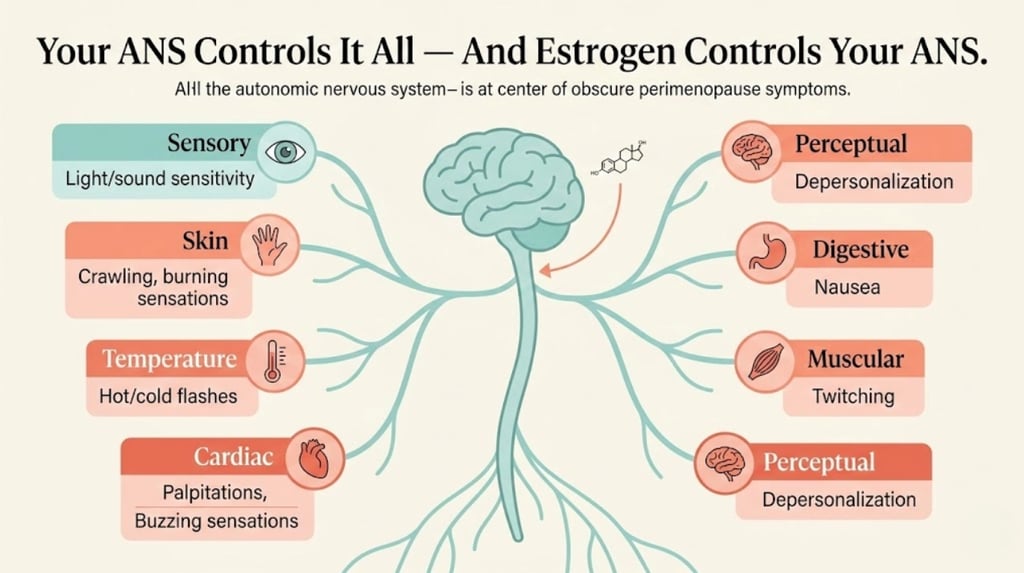 Infographic showing how the autonomic nervous system connects to eight categories of obscure perimenopause symptoms