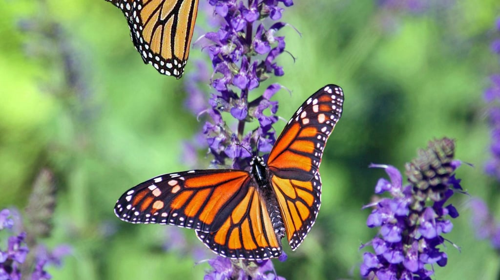 two butterflies on lavender