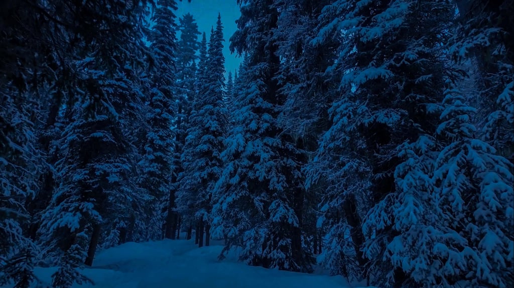 Snow-covered pine and spruce trees in a dense winter forest under a dark blue twilight sky.
