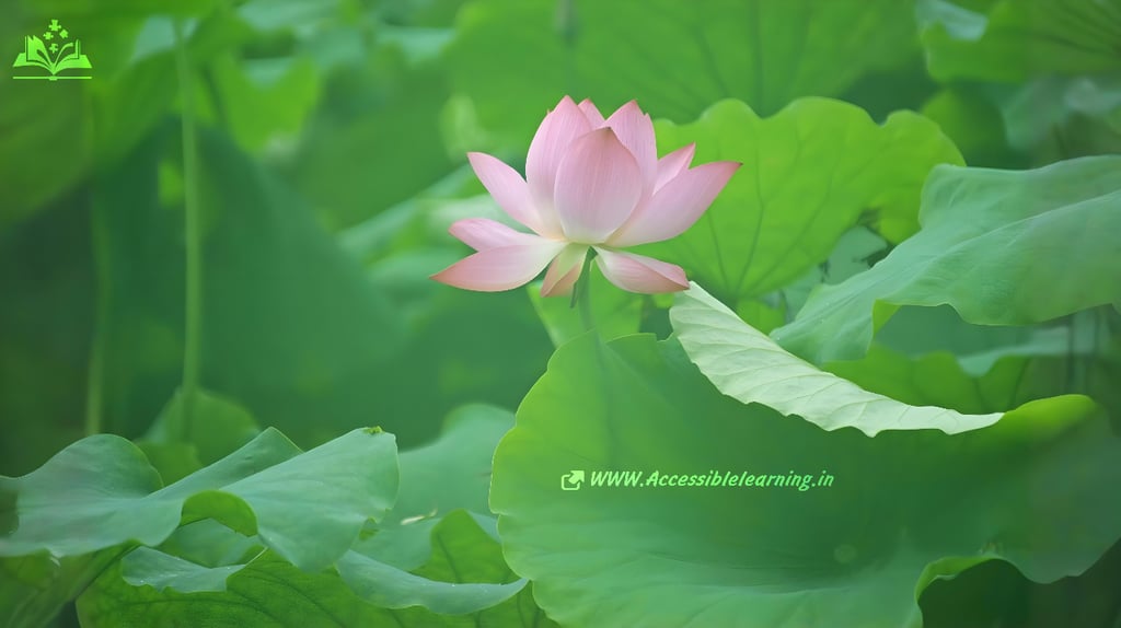Where Beauty and Tradition Bloom
