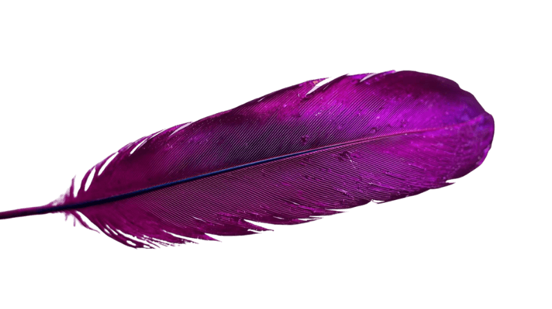 Purple sparrow feather, making decisions light with clarity