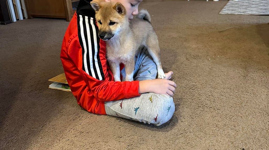 Are Shiba Inus Good Family Pets? Let’s Answer This Frequently Asked Question!