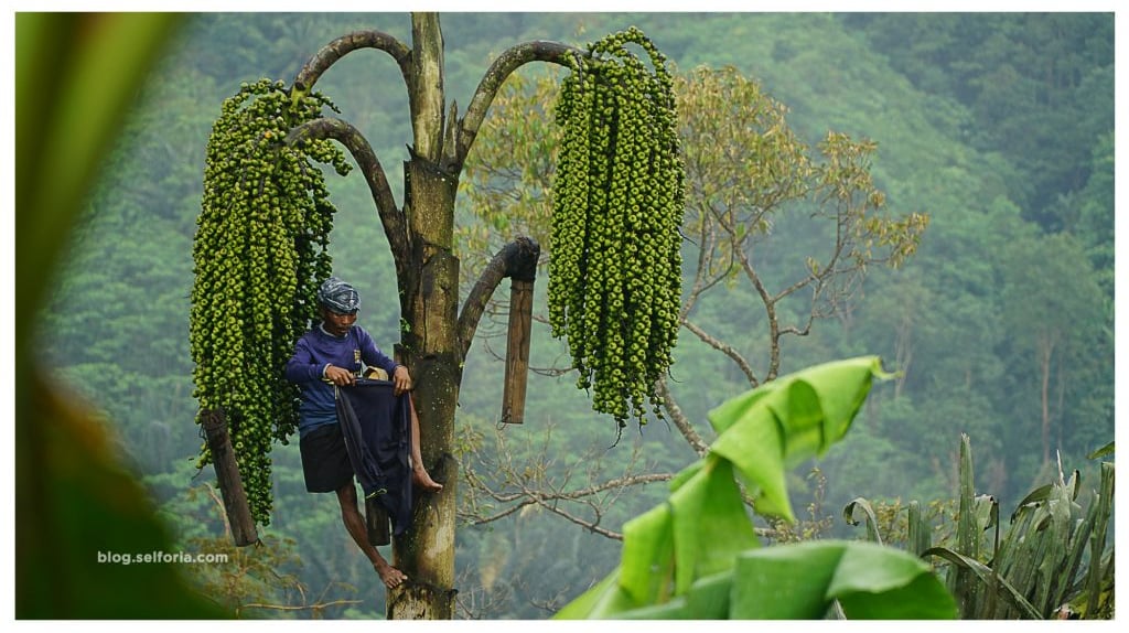 bertani aren