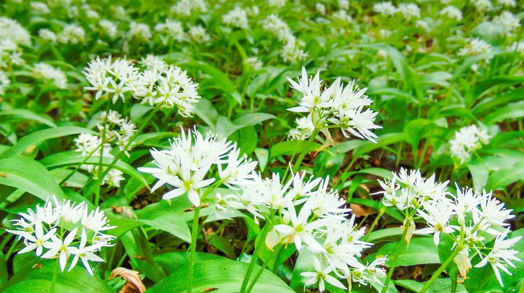 Ail des ours dans les sous bois