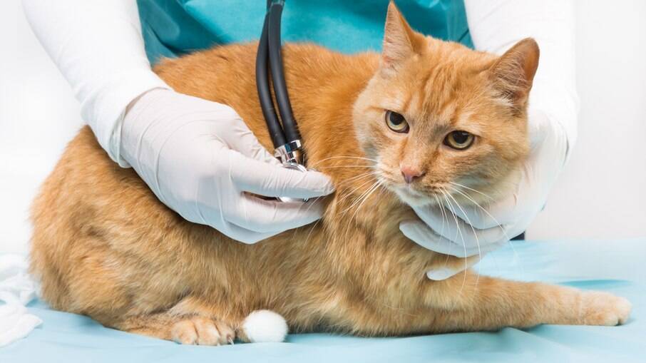 Clínica Veterinária para Gato