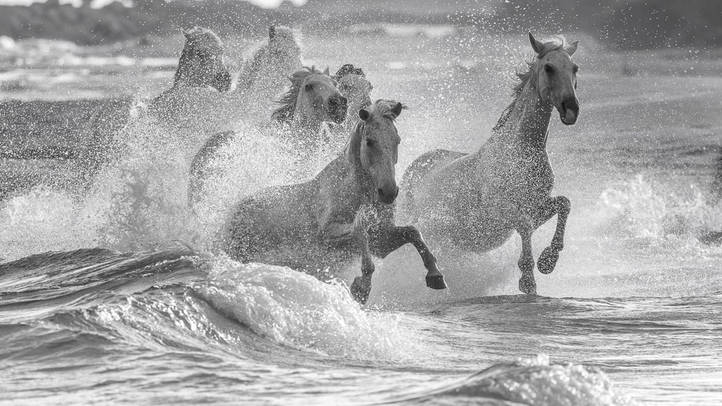 Black and white photo of white Camargue horses galloping through ocean waves with dramatic water splashes.