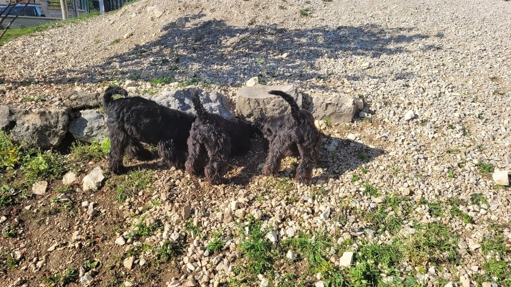 3 chiens schnauzers qui s'amusent dans le jardin