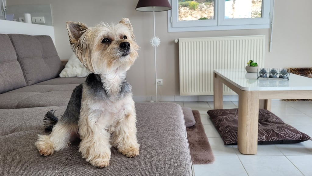 Yorkshire assis sur un canapé