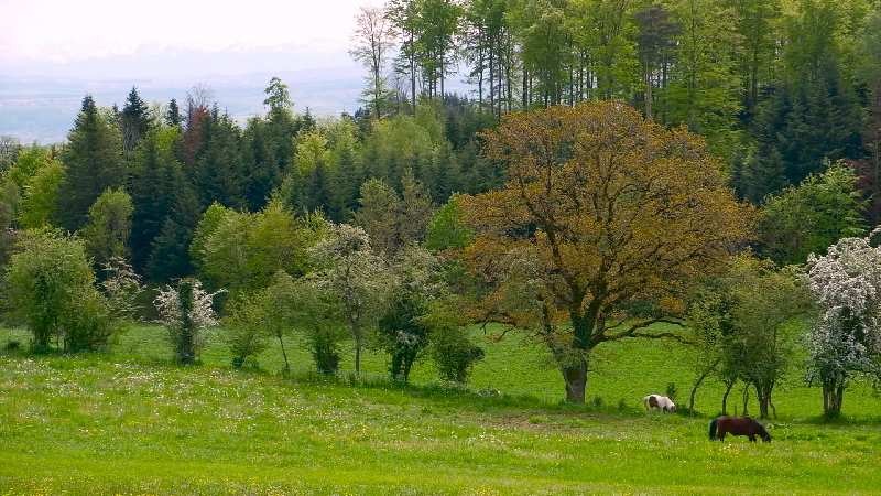 ponies grazing in a field with trees in the background
