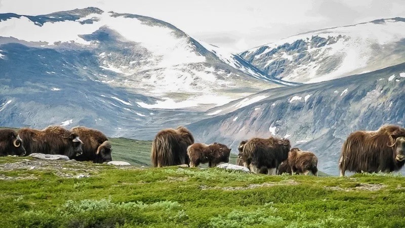 Piżmowoły w Dovrefjell zimą.