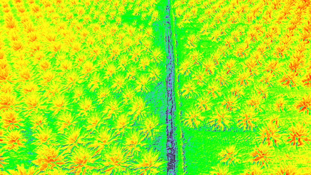 revision espectral de cultivo de palma de aceite