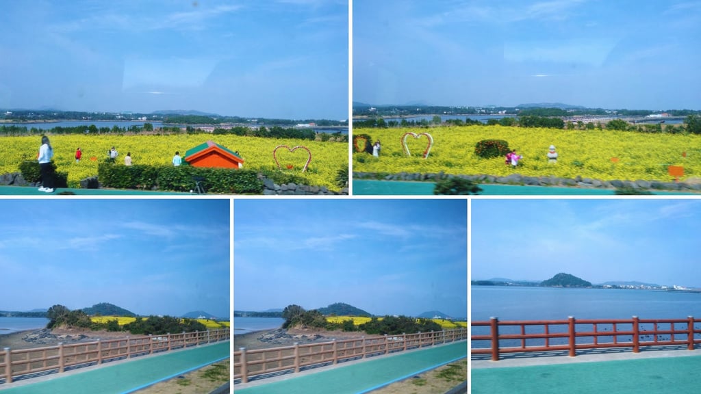Vista do trajeto de volta ao porto dos campos floridos em Jeju.