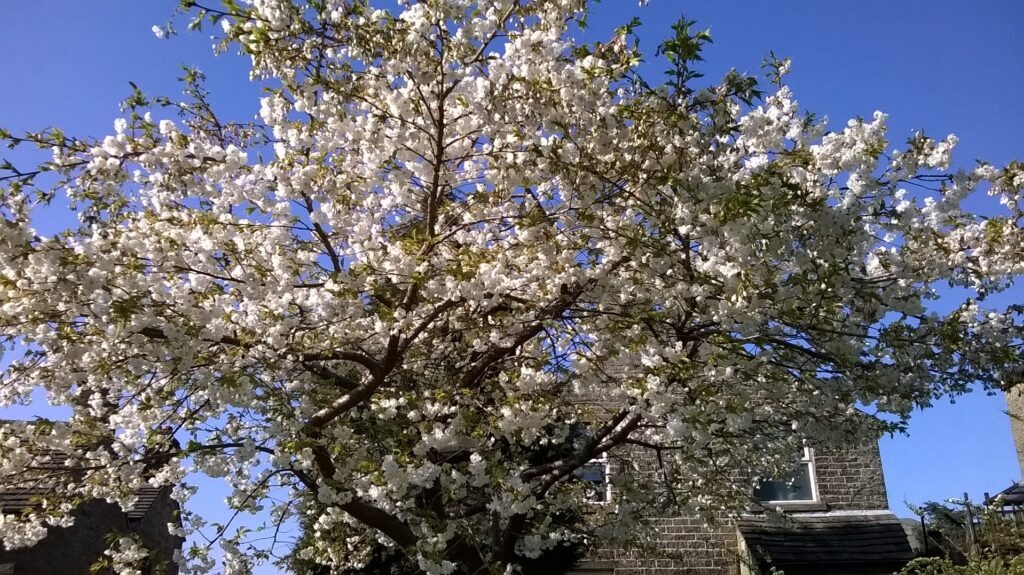 Tree in blossom