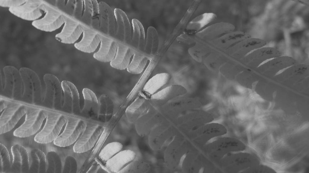 Primer plano de un helecho en blanco y negro con textura detallada.