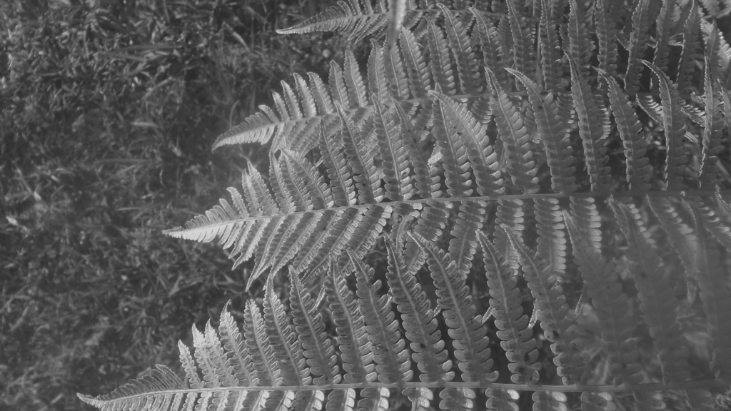 Hojas de helecho capturadas con gran detalle, resaltando texturas y contrastes naturales.