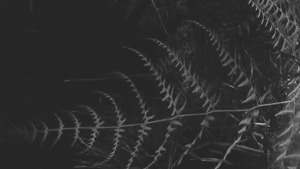 Hoja de helecho dramática en blanco y negro, con detalles nítidos.