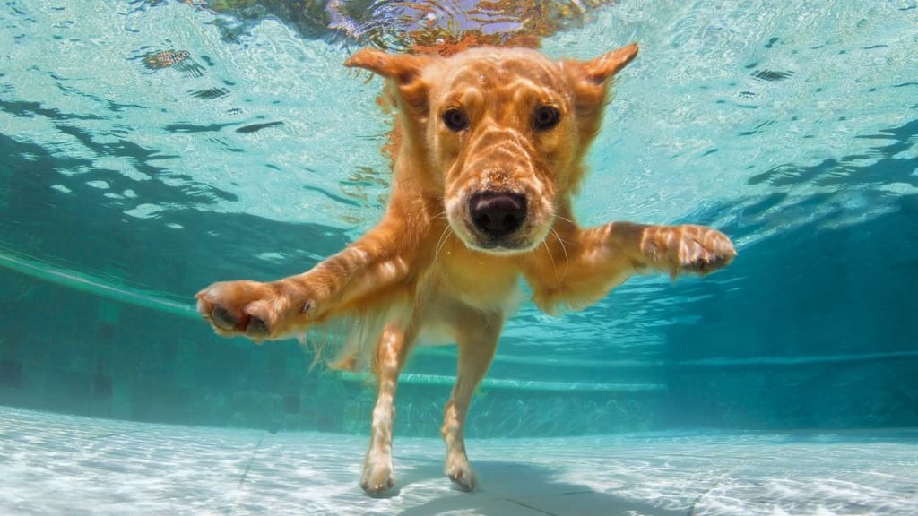 cucciolo di cane che fà il bagno in piscina Rocks Design Roma