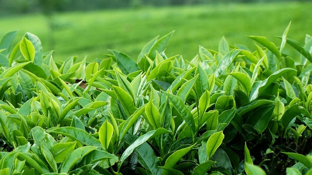 camellia sinensis