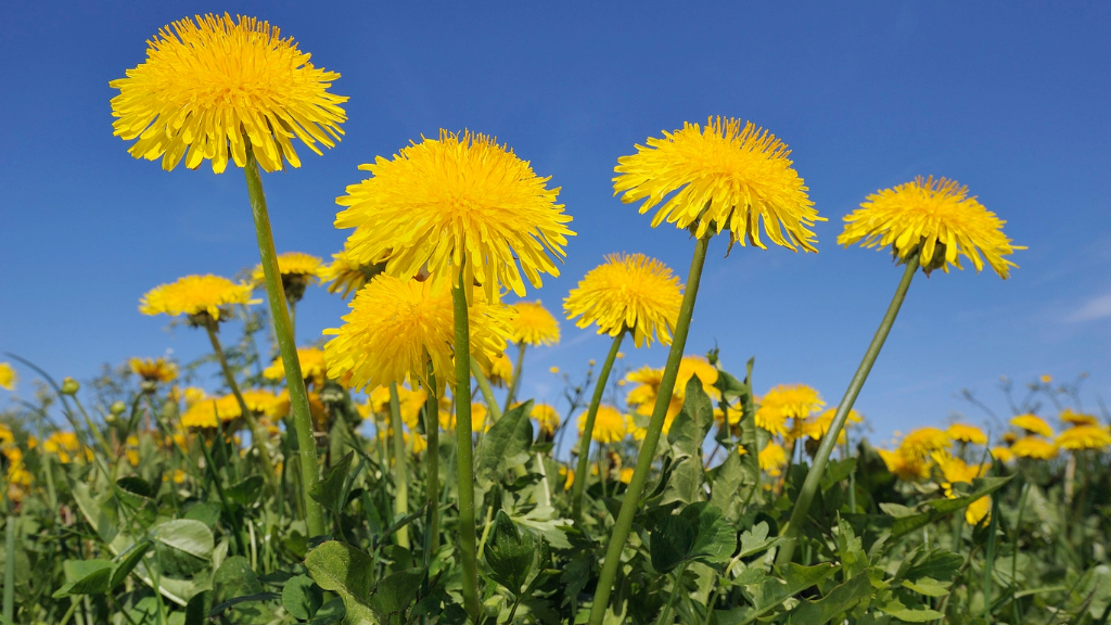 dandelion farm