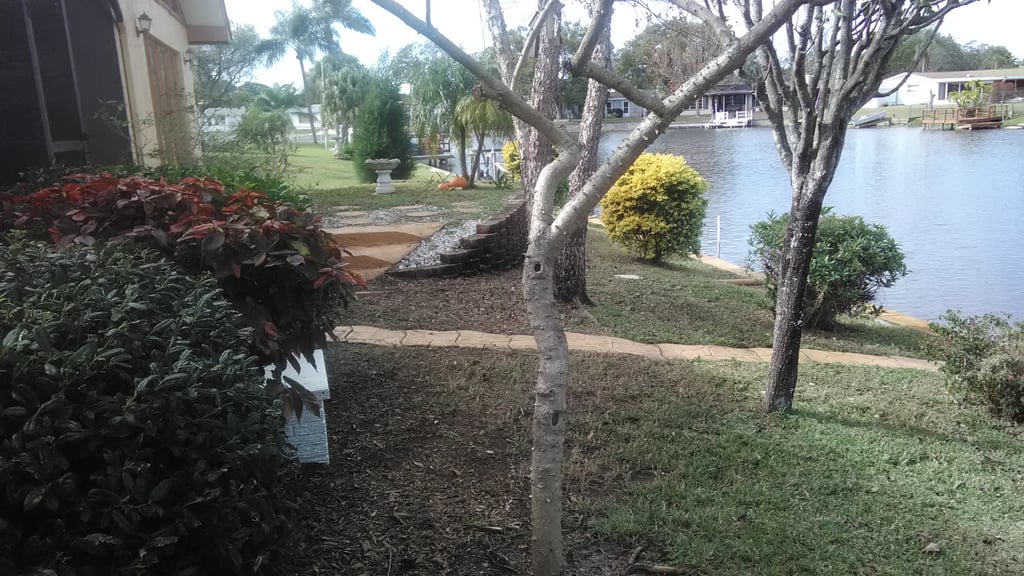 backyard with trees, bushes and grass