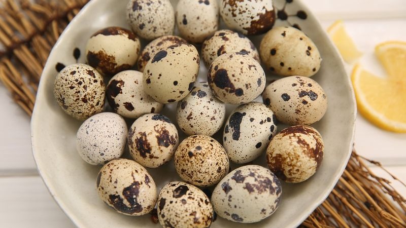 Nguồn sỉ Trứng Chim Cút Đông Anh, Hà Nội Chim Cút Thịt Chim Bồ Câu Thịt