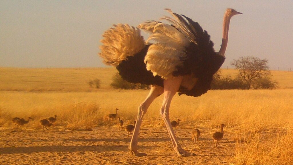 Soul of nomads - Travel Guides - Top Destinations to Visit in Morocco in 2025 - Chigaga Dunes 